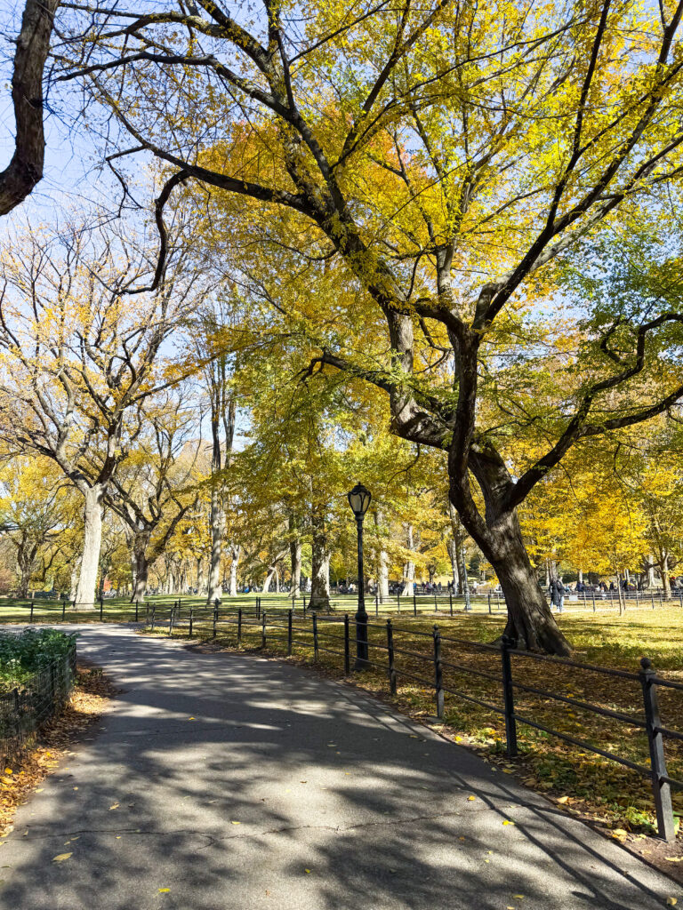 Central Park trees in NYC
