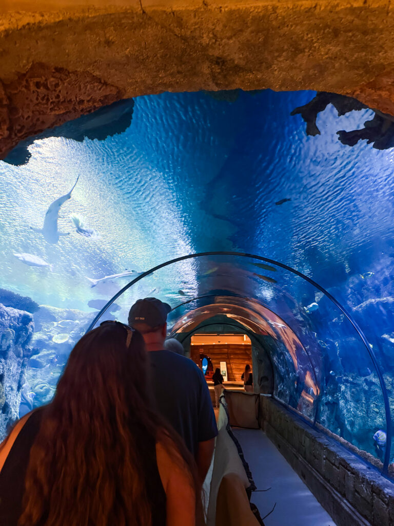 View of animals at the Shark Reef Aquarium at Mandalay Bay